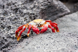 Rote Krabbe auf Galapagos