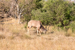 Grosser Kudu ♂
