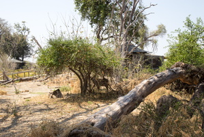 Grosser Kudu ♀ im Little Vumbura Camp