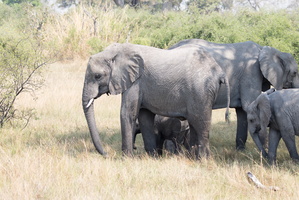 Afrikanische Elefanten mit Jungen