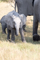 Junger Afrikanischer Elefant