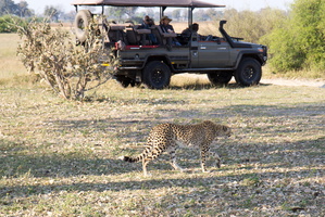 Gepard vor Auto