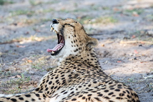 Gähneneder Gepard