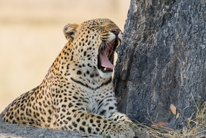 Gähnender Leopard
