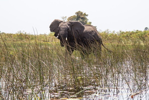 Afrikanischer Elefant am Wasser