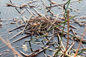 Nest mit einem Ei auf der Wasseroberfläche