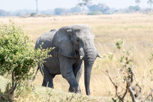 Afrikanischer Elefant mit abgebrochenen Stosszähnen