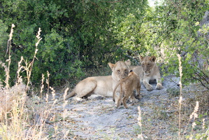 Löwen mit Jungen