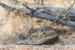 Leopard mit Jungen