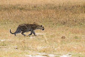 Leopard bei der Pirsch