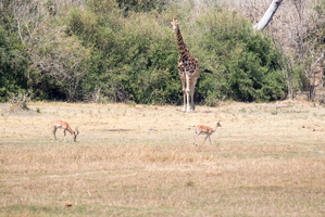 Impala, Giraffe, Leopard bei der Pirsch