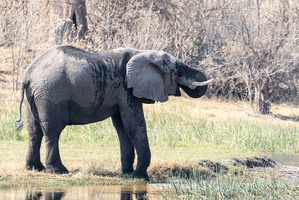 Trinkender Afrikanischer Elefant