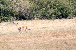 Impala, Leopard bei der Pirsch