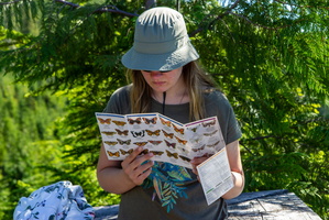 Julia studiert Schmetterlinge